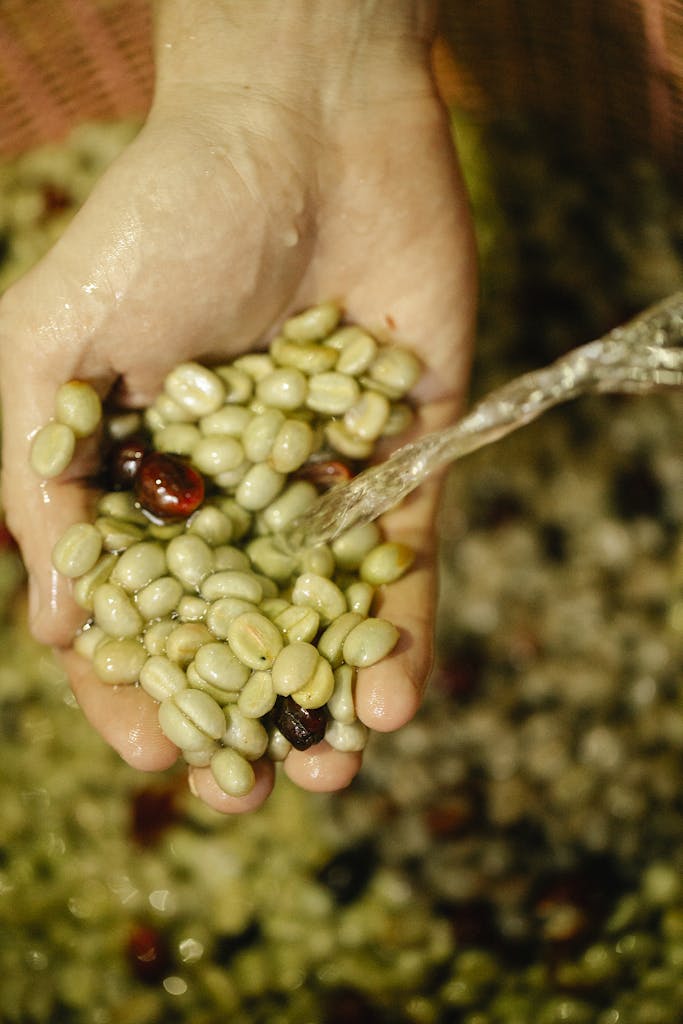 From above of crop unrecognizable horticulturist washing pile of green and brown coffee fruits with pure aqua flow